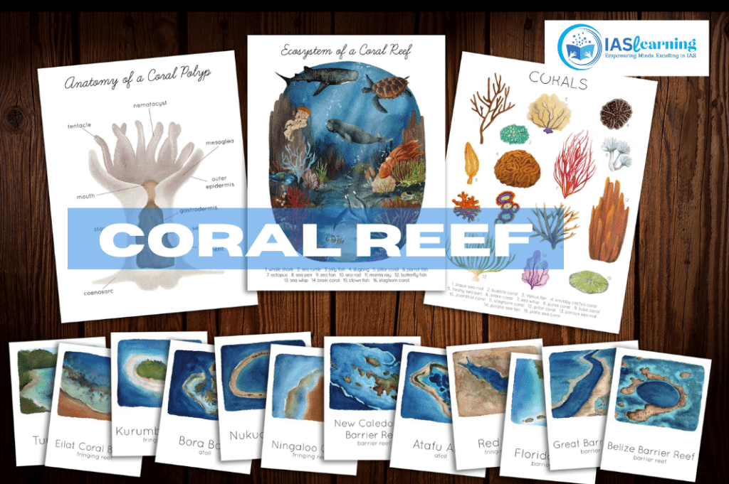 coral reef